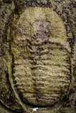 22012 - Top Rare Undescribed Harpidid Lower Ordovician Trilobite Fezouata Fm