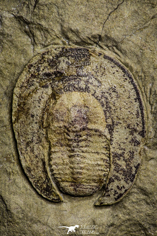 22012 - Top Rare Undescribed Harpidid Lower Ordovician Trilobite Fezouata Fm