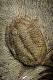 22013 - Top Association Foulonia sp + Asaphid Lower Ordovician Trilobites Fezouata Formation