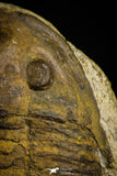 22014 - Orange 2.11 Inch Unidentified Asaphid Ordovician Trilobite Taouz outcrops