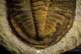 22014 - Orange 2.11 Inch Unidentified Asaphid Ordovician Trilobite Taouz outcrops