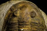 22014 - Orange 2.11 Inch Unidentified Asaphid Ordovician Trilobite Taouz outcrops