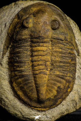 22014 - Orange 2.11 Inch Unidentified Asaphid Ordovician Trilobite Taouz outcrops