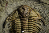 22080 - Museum Grade Association Foulonia + Apatokephalus Lower Ordovician Trilobites Fezouata Formation