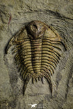 22080 - Museum Grade Association Foulonia + Apatokephalus Lower Ordovician Trilobites Fezouata Formation