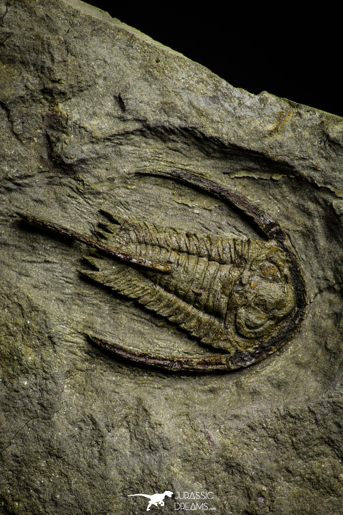 22080 - Museum Grade Association Foulonia + Apatokephalus Lower Ordovician Trilobites Fezouata Formation