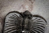 22082 - Museum Grade Association Morocops + Gerastos + Basseiarges + Crotalocephalus + Unidentified Lichids Middle Devonian Trilobites