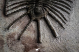 22082 - Museum Grade Association Morocops + Gerastos + Basseiarges + Crotalocephalus + Unidentified Lichids Middle Devonian Trilobites