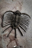 22082 - Museum Grade Association Morocops + Gerastos + Basseiarges + Crotalocephalus + Unidentified Lichids Middle Devonian Trilobites