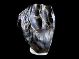 10047 - Real Triceratops horridus Dinosaur Fossil Tooth - Hell Creek Fm - Montana