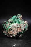 04988 -  Well Crystallized Acicular Brochantite with Quartz from South Morocco