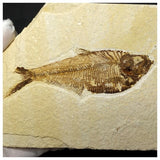 13015 - Finest Grade Diplomystus dentatus Fossil Fish Green River Fm WY Eocene Age