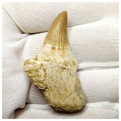 14010- Finest Grade Rooted Platecarpus ptychodon (Mosasaur) Tooth