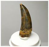 L25 - Museum Grade Serrated Tyrannosaurus rex Tooth Cretaceous Dinosaur