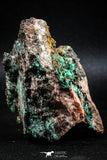 04989 -  Well Crystallized Acicular Brochantite with Quartz from South Morocco