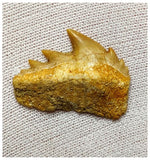 15083 - Nicely Preserved Rare Notidanodon loozi (Cow Shark) Tooth - Rare species!
