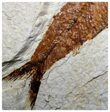 13021 - Finest Grade Knightia eocaena Fossil Fish Green River Fm WY Eocene Age