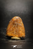 77077 - Top Quality Huge Red Cretaceous Crocodile 0.94'' HAMADASUCHUS Tooth KemKem