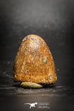 77077 - Top Quality Huge Red Cretaceous Crocodile 0.94'' HAMADASUCHUS Tooth KemKem