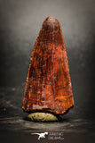 77074 - Top Quality Huge Red Cretaceous Crocodile 1.35 Inch ELOSUCHUS Tooth KemKem Beds