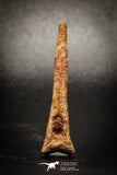 77042 - Rare Unidentified Dinosaur Reptile Vertebra Neural Spine Bone Cretaceous KemKem