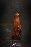 77041 - Top Beautiful 0.81'' Pterosaur (Coloborhynchus) Tooth Cretaceous KemKem
