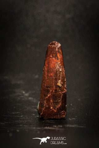 77041 - Top Beautiful 0.81'' Pterosaur (Coloborhynchus) Tooth Cretaceous KemKem