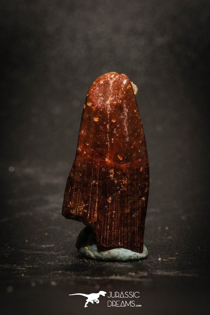 77040 - Top Beautiful 0.88'' Rebbachisaurus Diplodocoid Sauropod Dinosaur Tooth