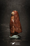 77040 - Top Beautiful 0.88'' Rebbachisaurus Diplodocoid Sauropod Dinosaur Tooth