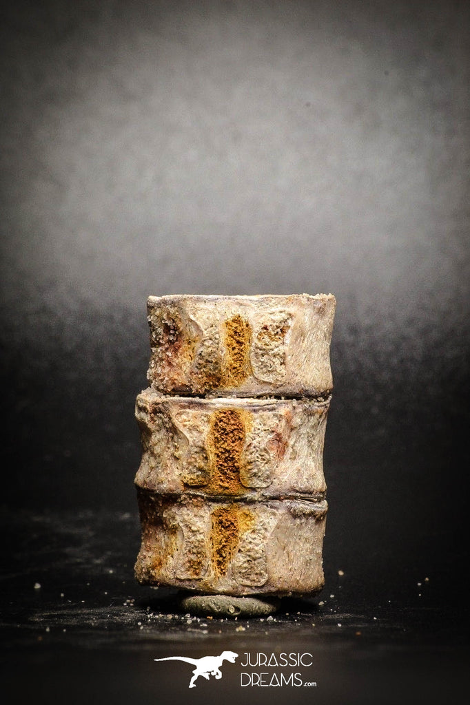 77068 -Unique Unpublished Cretaceous Temnospondyli Amphibian Vertebrae Association
