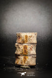 77068 -Unique Unpublished Cretaceous Temnospondyli Amphibian Vertebrae Association