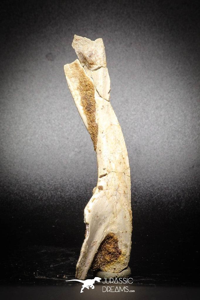 77054 - Rare 4.00'' Unidentified Inedite Cretaceous KemKem Beds Reptile Fish Bone