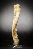 77054 - Rare 4.00'' Unidentified Inedite Cretaceous KemKem Beds Reptile Fish Bone