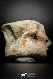 77029- Beautiful 2.54'' Unidentified Dinosaur -Reptile Vertebra Bone KemKem Beds