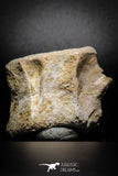 77029- Beautiful 2.54'' Unidentified Dinosaur -Reptile Vertebra Bone KemKem Beds