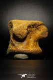 77026- Beautiful 2.98'' Unidentified Dinosaur -Reptile Vertebra Bone KemKem Beds