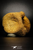 77026- Beautiful 2.98'' Unidentified Dinosaur -Reptile Vertebra Bone KemKem Beds