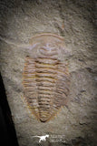 77012- Nicely Preserved HAMATOLENUS SP Middle Cambrian Trilobite Assemmam Outcrops