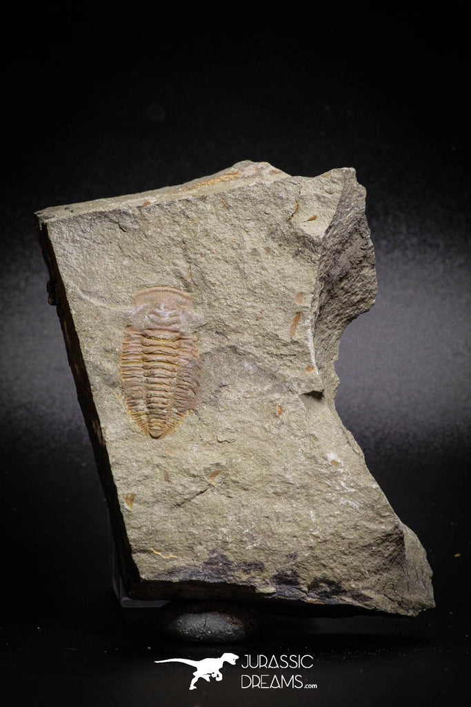 77012- Nicely Preserved HAMATOLENUS SP Middle Cambrian Trilobite Assemmam Outcrops