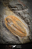 77011- Nicely Preserved HAMATOLENUS SP Middle Cambrian Trilobite Assemmam Outcrops