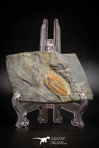 77011- Nicely Preserved HAMATOLENUS SP Middle Cambrian Trilobite Assemmam Outcrops