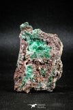 04987 -  Well Crystallized Acicular Brochantite with Quartz from South Morocco