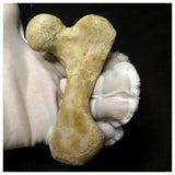 13057 - Top Rare Huge 12,6cm Euclastes sp Paleocene Sea Turtle Femur Bone