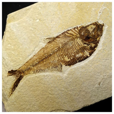 13015 - Finest Grade Diplomystus dentatus Fossil Fish Green River Fm WY Eocene Age