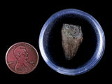 10051 - Real Triceratops horridus Dinosaur Fossil Tooth - Hell Creek Fm - Montana