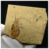 13059 - Finest Grade Fossil Shrimp Carpopenaeus Cretaceous Age Lebanon