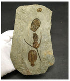 Museum Grade Ampyx + Asaphid + 2 Euloma + Parabathycheilus Ordovician Trilobites Associated in Row