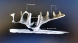 03096 - Museum Grade 2.33 Inch Peseudosuchia "Dog-faced Crocodile" Partial Left Hemi-Jaw