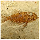 14012- Amazing Rare Fossil Fish Ctenothrissa sp Cretaceous Age Lebanon