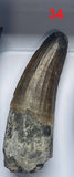 Suchomimus tenerensis + Ouranosaurus nigeriensis+ Kryptos palaios + Sarcosuchus imperator Teeth Lower Cretaceous Niger Elrhaz Fm